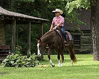 trail-riding-quarter-horse