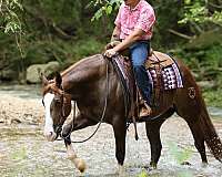 western-riding-quarter-horse