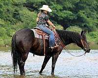15-hand-draft-gelding