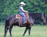 black-gelding-for-sale