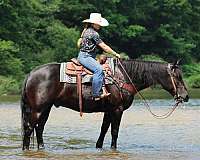 15-hand-draft-horse