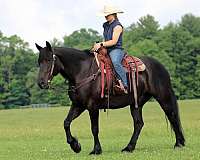 black-draft-for-sale
