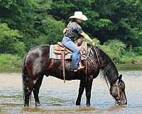15-hand-black-horse