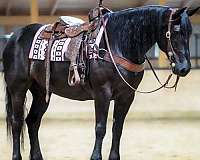 15-hand-gelding