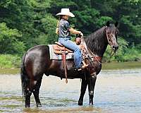 black-draft-horse