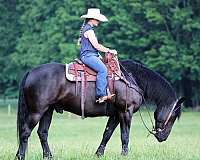 black-gelding