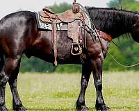 black-horse-for-sale