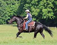 draft-gelding