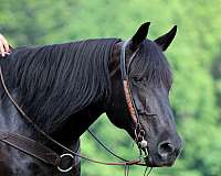 black-horse