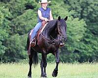 draft-horse-for-sale