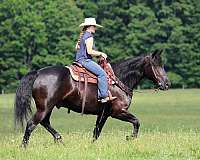 draft-horse