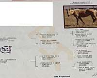 breeding-quarter-horse