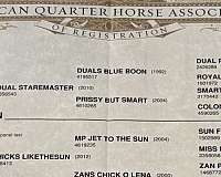 athletic-quarter-horse
