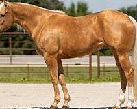 calf-roping-quarter-horse