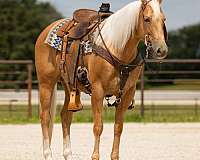 flashy-quarter-horse