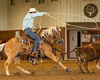 heel-quarter-horse