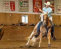 husband-safe-quarter-horse