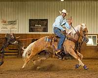 performance-quarter-horse