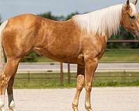 ranch-quarter-horse