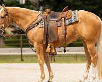 ranch-versatility-quarter-horse