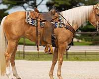 ranch-work-quarter-horse