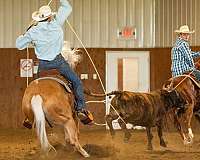 show-quarter-horse