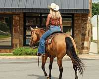 barrel-quarter-horse