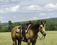 athletic-quarter-horse