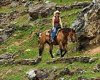 calf-roping-quarter-horse