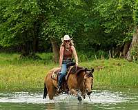husband-safe-quarter-horse