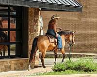 performance-quarter-horse