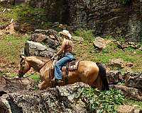 ranch-quarter-horse