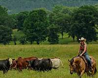 ranch-versatility-quarter-horse