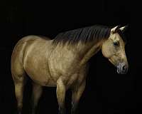 ranch-work-quarter-horse