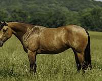 rodeo-quarter-horse