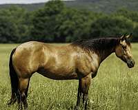 roping-quarter-horse