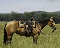 show-quarter-horse