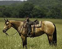 trail-quarter-horse
