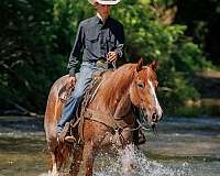 athletic-draft-horse