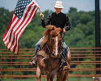 ranch-draft-horse