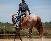 ranch-versatility-draft-horse