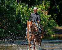 ranch-work-draft-horse