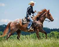 roping-draft-horse