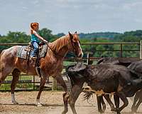 show-draft-horse