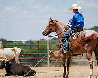 trail-draft-horse