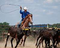 trail-riding-draft-horse