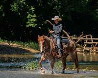 western-riding-draft-horse