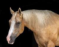 athletic-quarter-horse