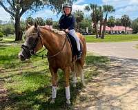 flashy-quarter-horse