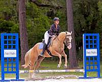 jumping-quarter-horse